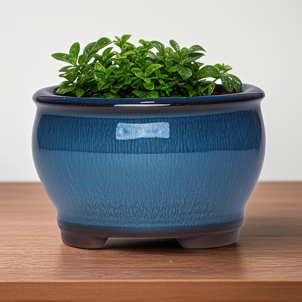 Pilea Peperomioides - Ceramic Garden Planter Pots Ceramic Plant