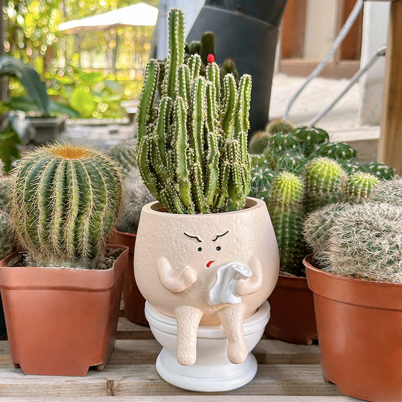 Echeveria Succulent - Funny Ghost Toilet Resin Succulent Planter