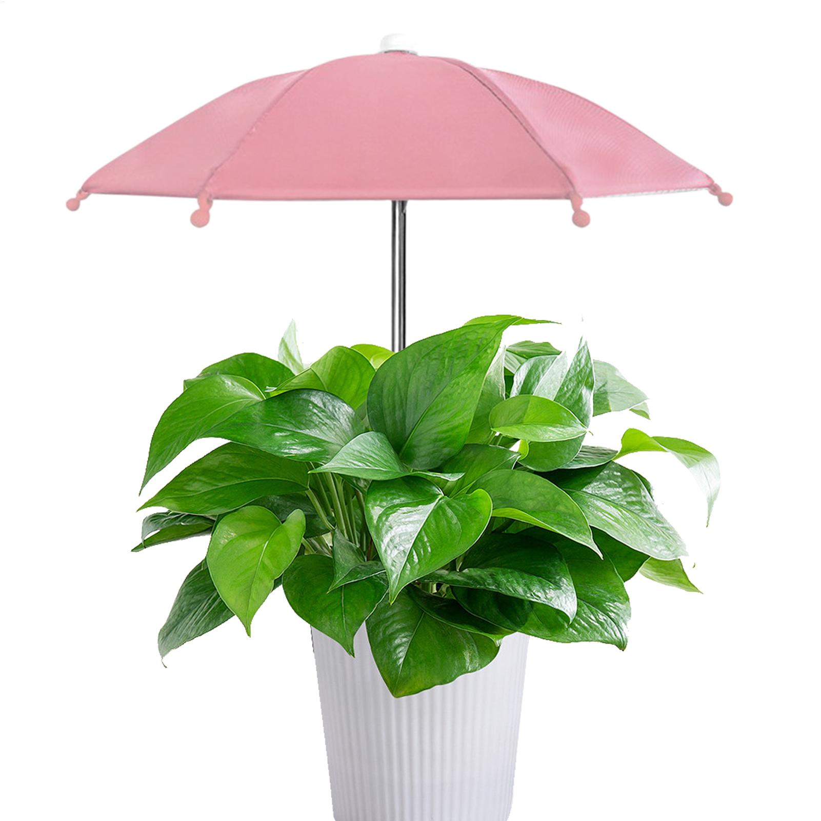 Plant Umbrellas UV Protection  - Echeveria Succulent recension och pris
