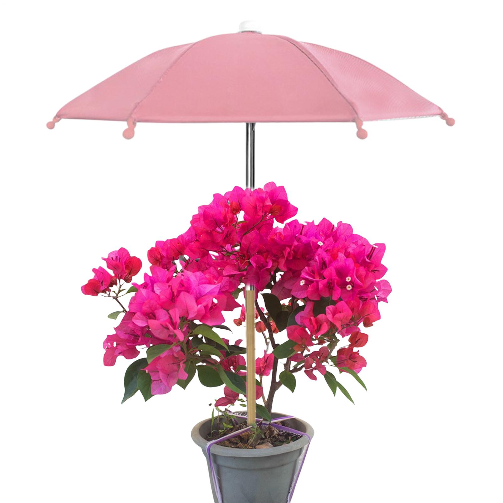 Plant Umbrellas UV Protection  - Echeveria Succulent recension och pris