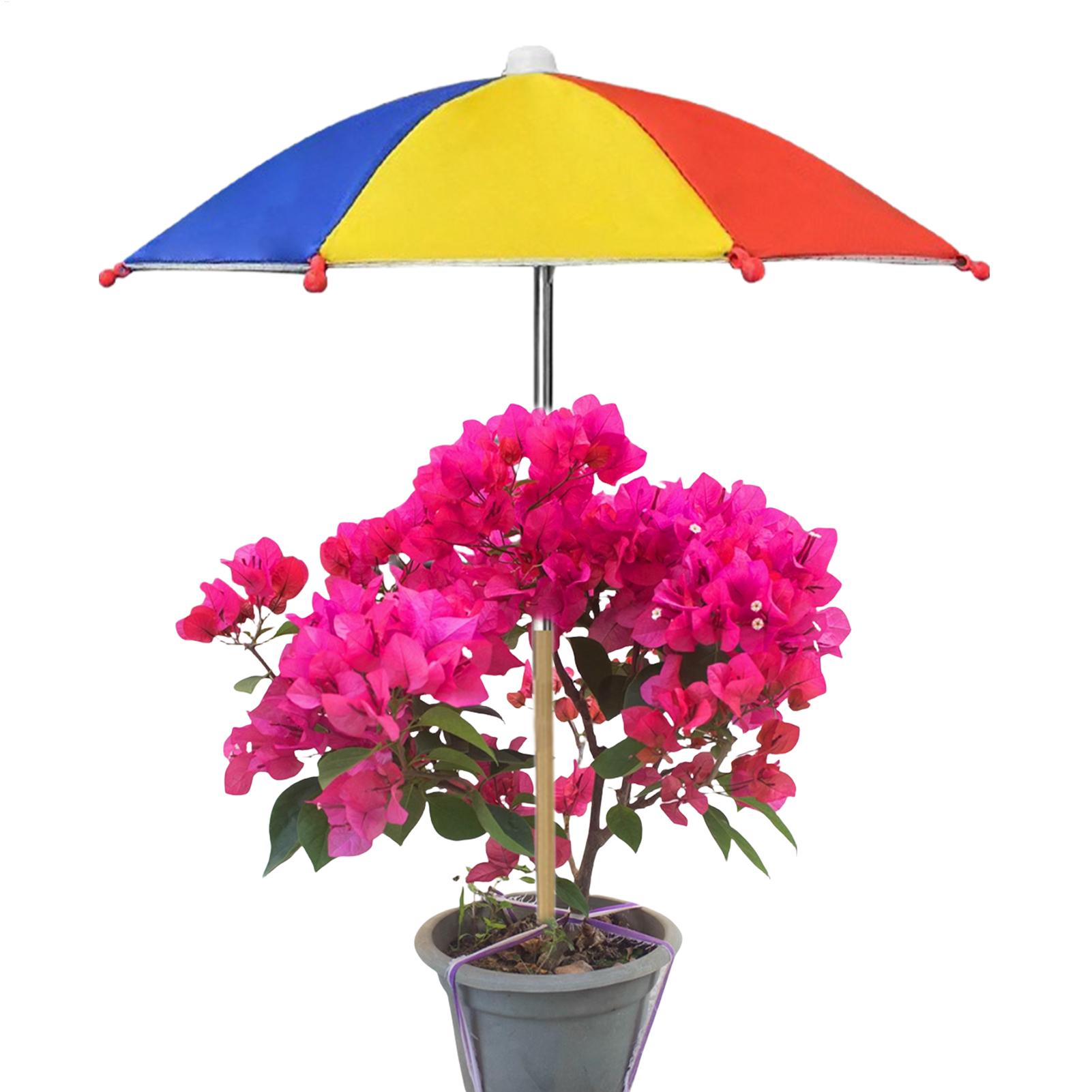 Plant Umbrellas UV Protection  - Echeveria Succulent recension och pris