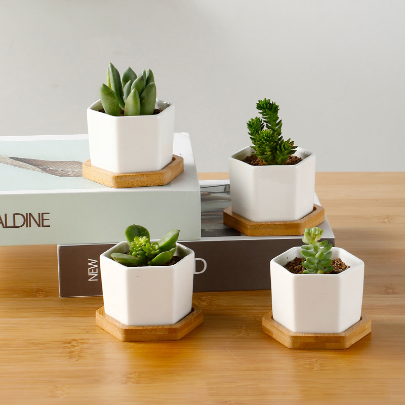 Ceramic Flowerpot White Hexago - Echeveria Succulent recension och pris