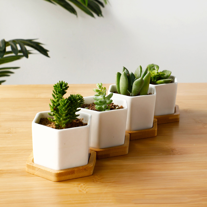 Ceramic Flowerpot White Hexago - Echeveria Succulent recension och pris