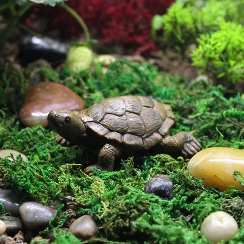 Simulation of Small Turtle Res - Echeveria Succulent recension och pris