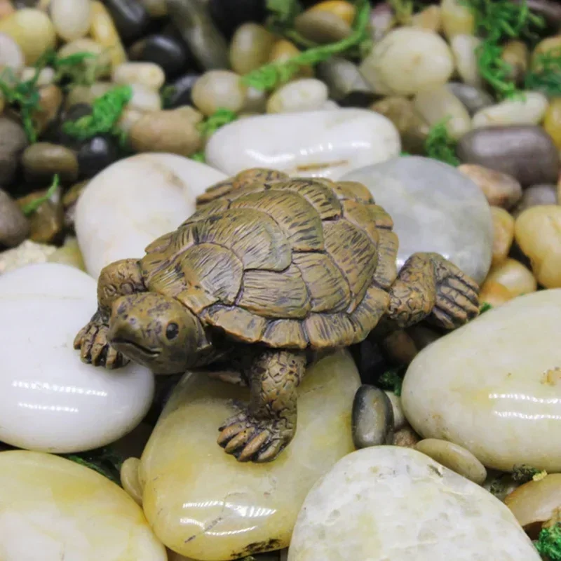 Simulation of Small Turtle Res - Echeveria Succulent recension och pris