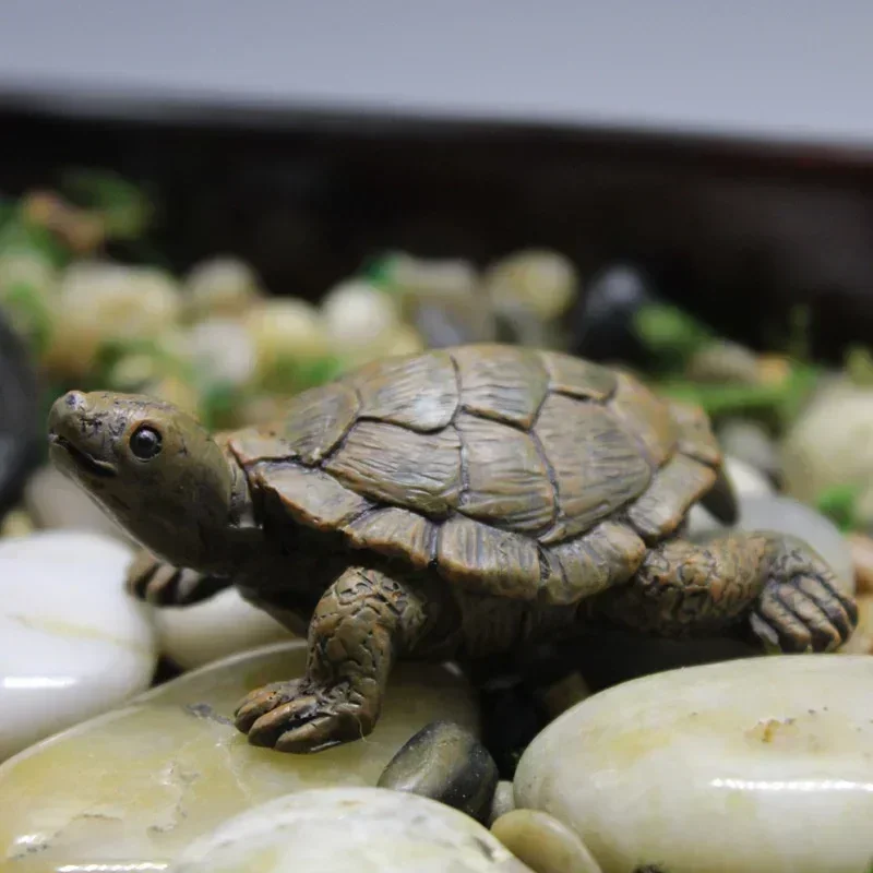 Simulation of Small Turtle Res - Echeveria Succulent recension och pris