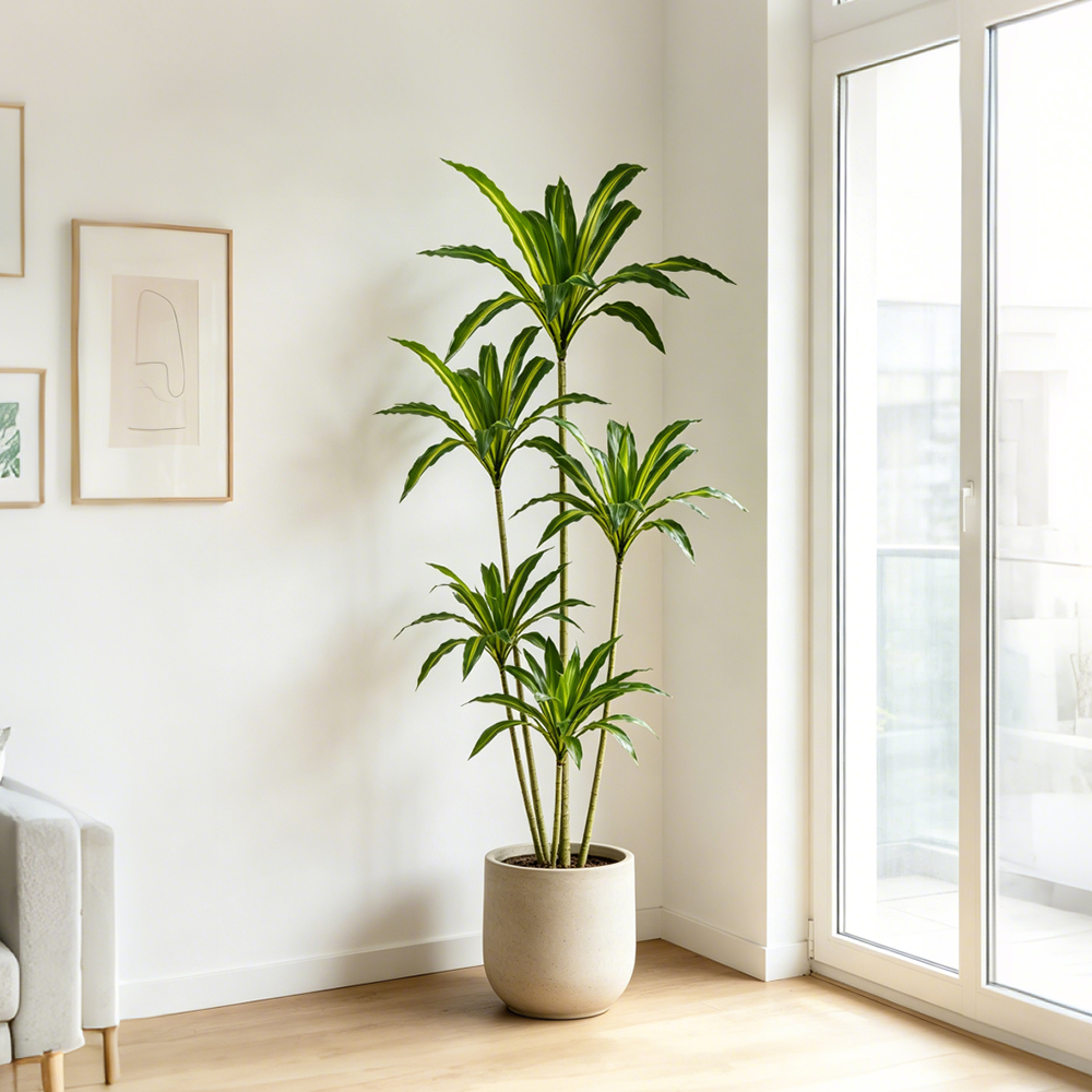 80-165cm Large Artifcial Draca - Dracaena Marginata recension och pris