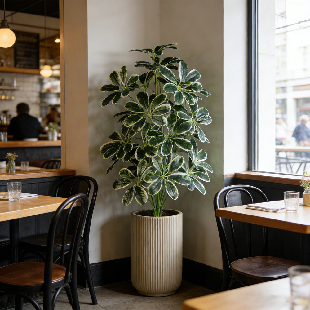 50-75cm Artifficial Maranta Pl - Dracaena Marginata recension och pris