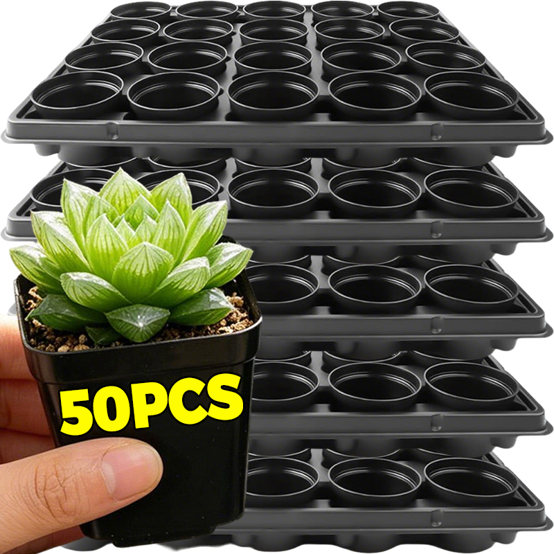 10/50Pcs Square Succulent Plas - Echeveria Succulent recension och pris
