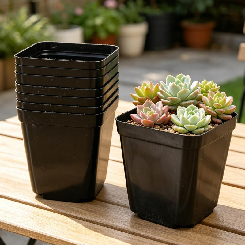 10/50Pcs Square Succulent Plas - Echeveria Succulent recension och pris