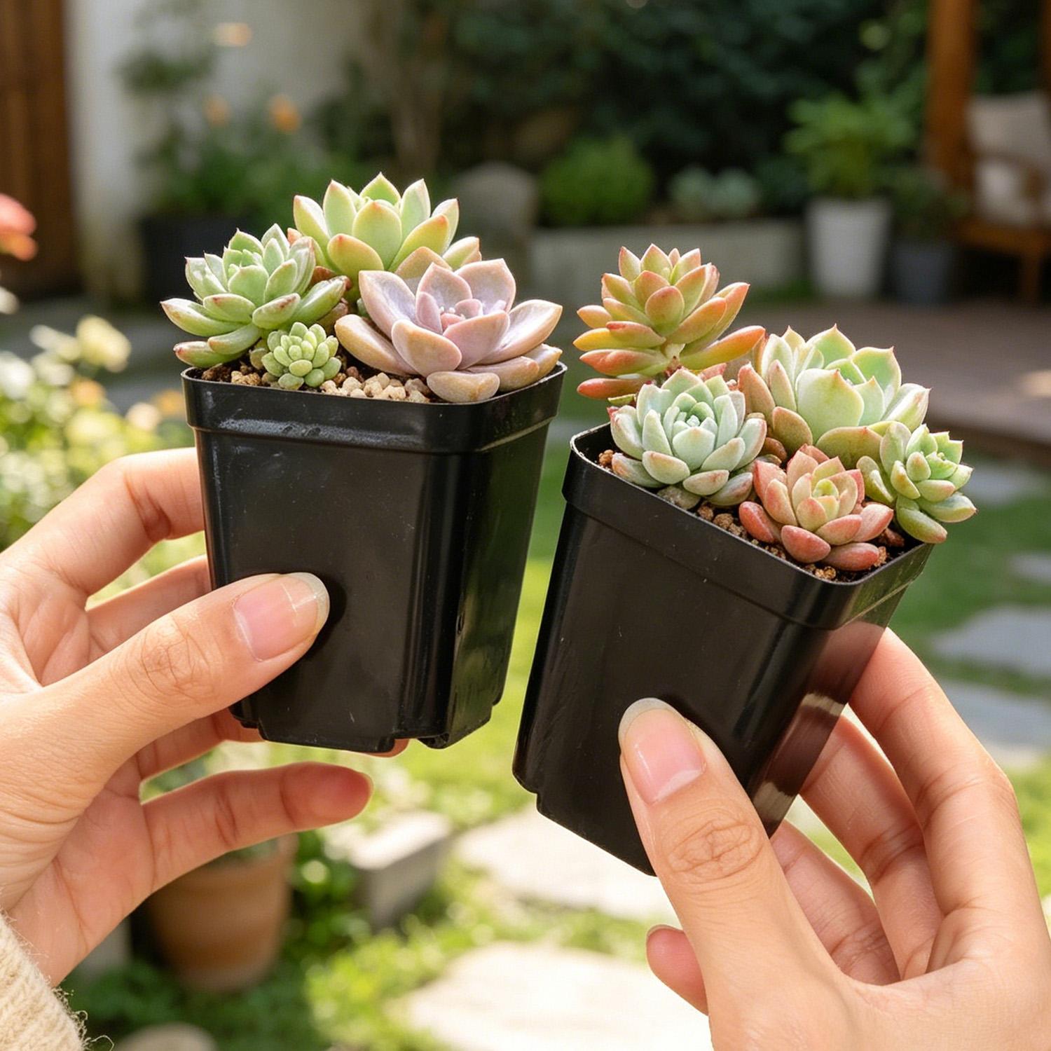 10/50Pcs Square Succulent Plas - Echeveria Succulent recension och pris