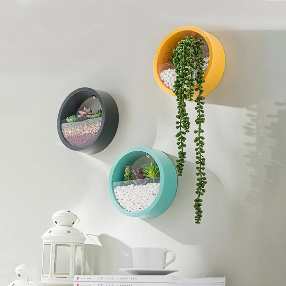 Round Succulent Planter Durabl - Echeveria Succulent recension och pris