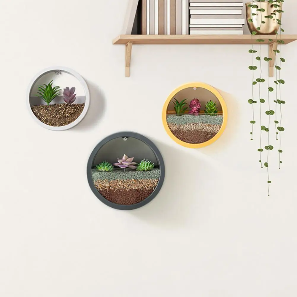 Round Succulent Planter Durabl - Echeveria Succulent recension och pris