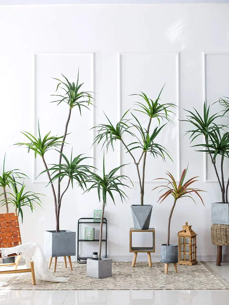 Simulation Plant Dracaena Marg - Dracaena Marginata recension och pris