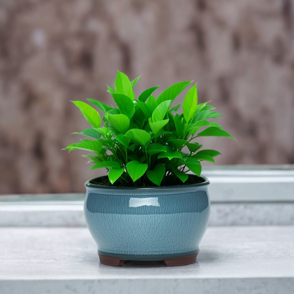 Ceramic Garden Planter Pots Ce - Pilea Peperomioides recension och pris