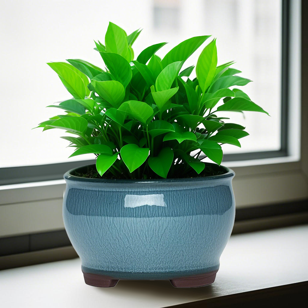 Ceramic Garden Planter Pots Ce - Pilea Peperomioides recension och pris