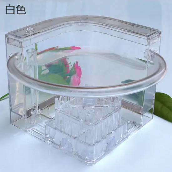 Ant Workshop Roller Coaster Ec - Begonia Rex recension och pris